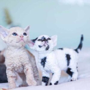 Cuddly and Affectionate Devon Rex Kittens – Ready for Their Forever Homes