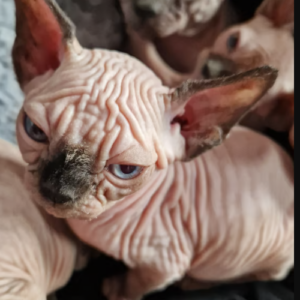 SPhynx Kittens