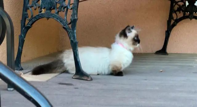 Beautiful Ragdoll Munchkin Kittens - Image 3