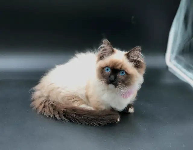 Beautiful Ragdoll Munchkin Kittens - Image 2