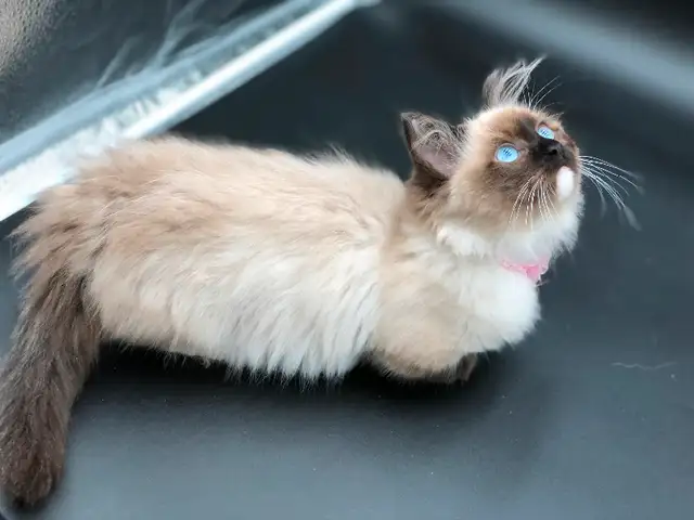 Beautiful Ragdoll Munchkin Kittens