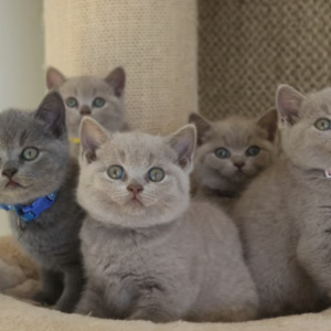 British shorthair blue and lilac kittens