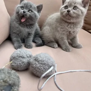 Adorable Scottish Fold and Straight Kittens for Rehoming