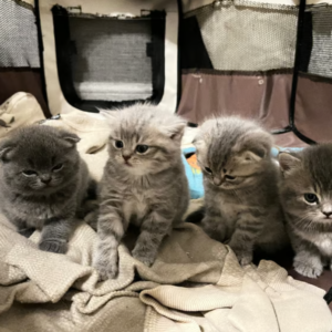 Adorable Scottish Fold and Straight Kittens for Rehoming
