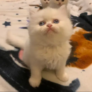 Persian kittens