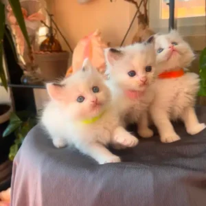 Ragdoll Kittens