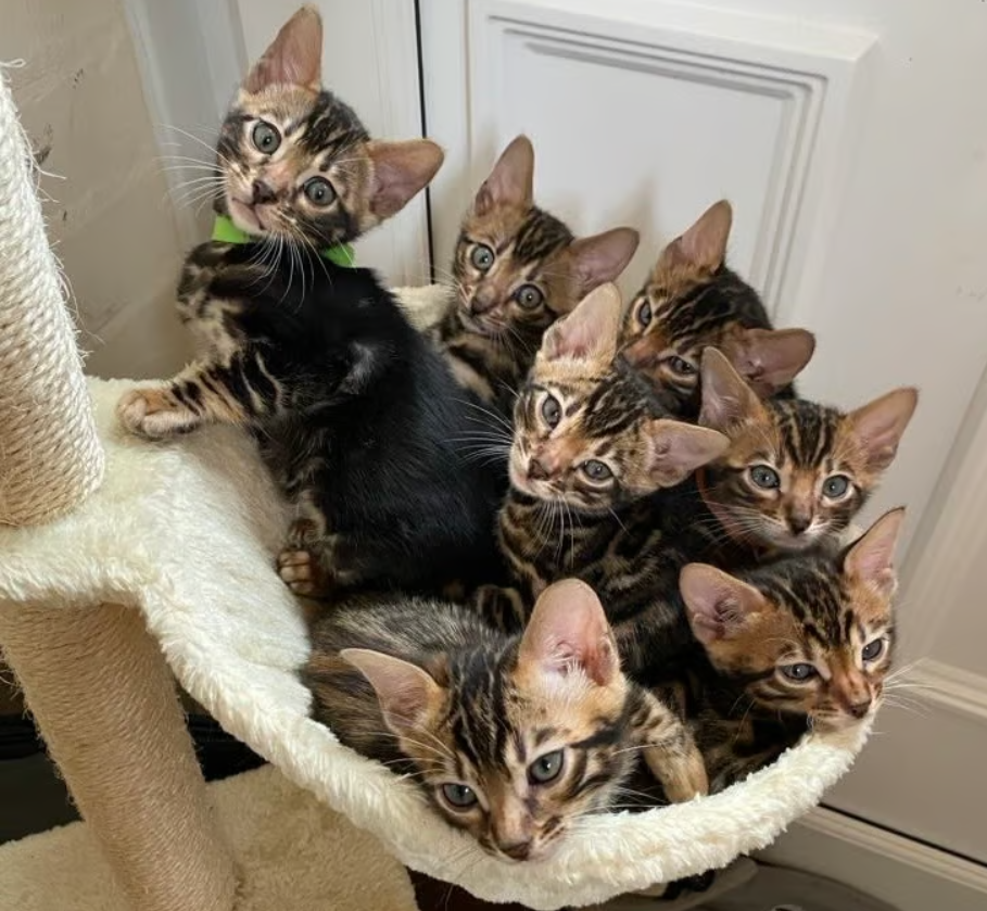 Read more about the article Unique Features of Bengal Kittens