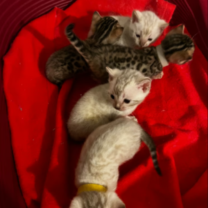 Pure Breed Bengal Kittens silver/brown