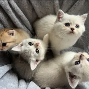 Beautiful Blue British Shorthair kittens