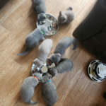 Care Tips for Purebred Hypoallergenic Royal Kittens
