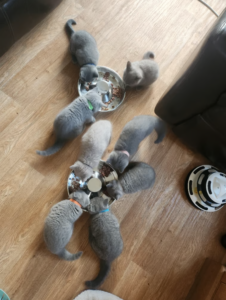 Read more about the article Care Tips for Purebred Hypoallergenic Royal Kittens