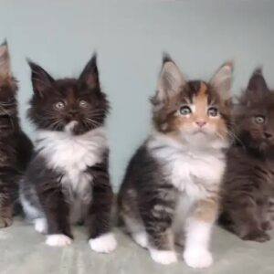 XXL stunning purebred Maine coons