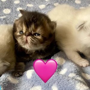 Persian kittens ready now