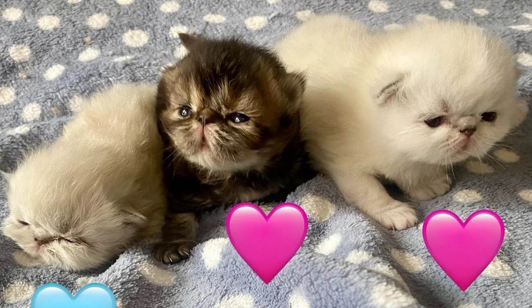 Persian kittens raised in home environment