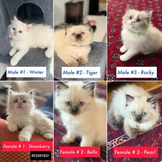 Home-raised Ragdoll kittens for adoption