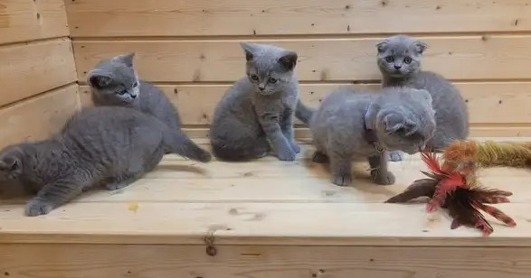 Scottish Fold kittens for sale