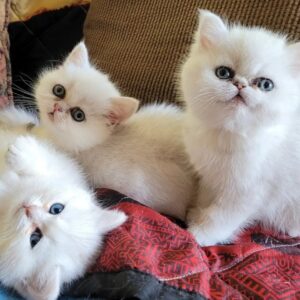 Exotic Shorthair Persian kittens